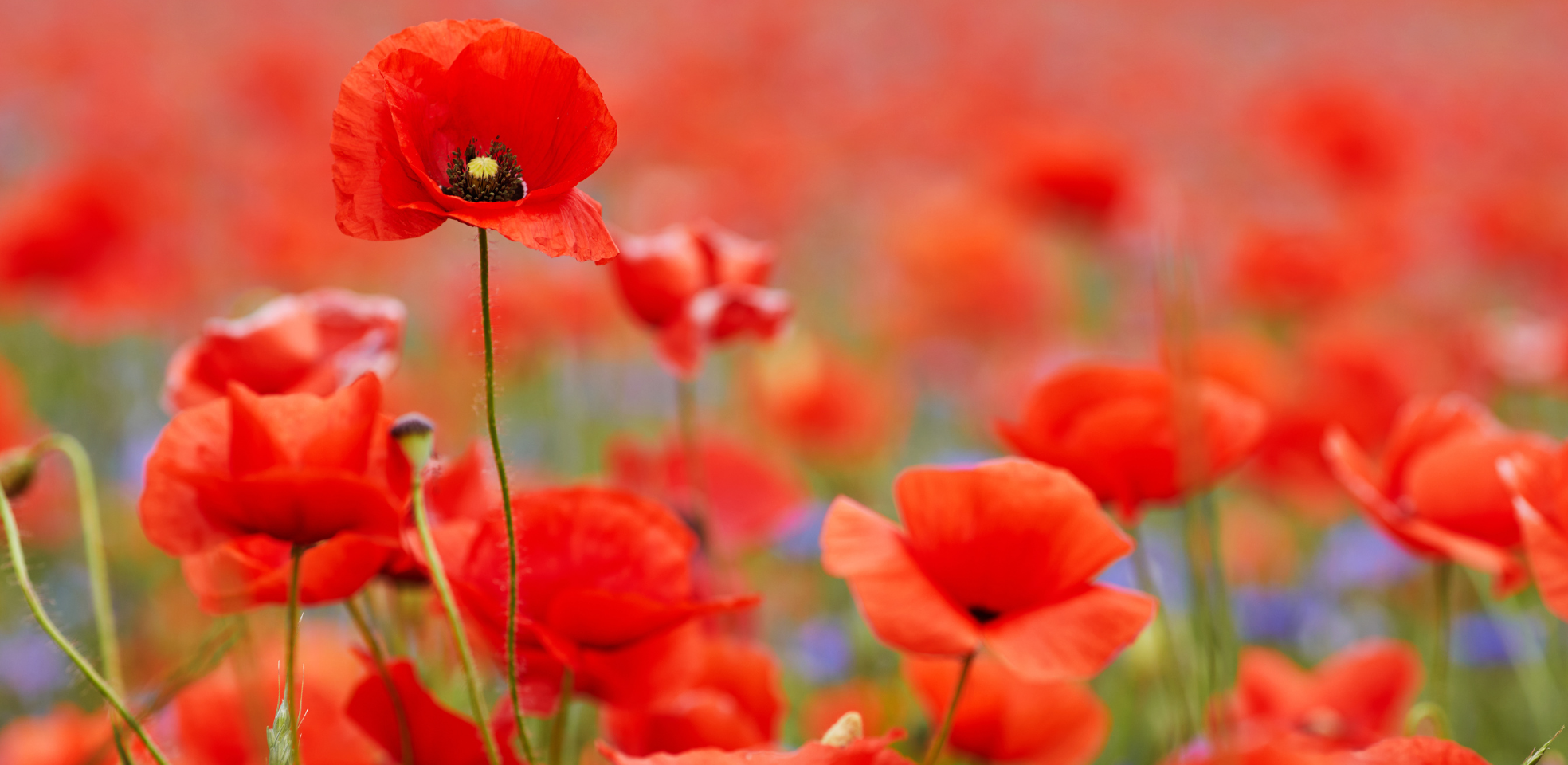 ANZAC Day Article (2).png