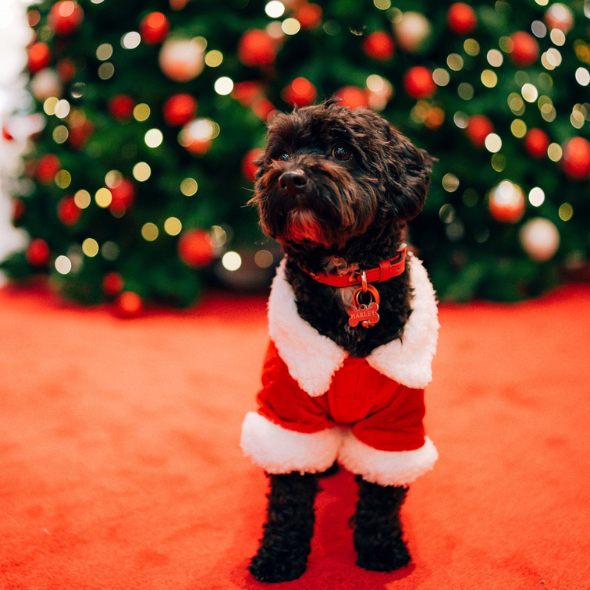 Sunshine Plaza - Pet Photos 24 tile.png