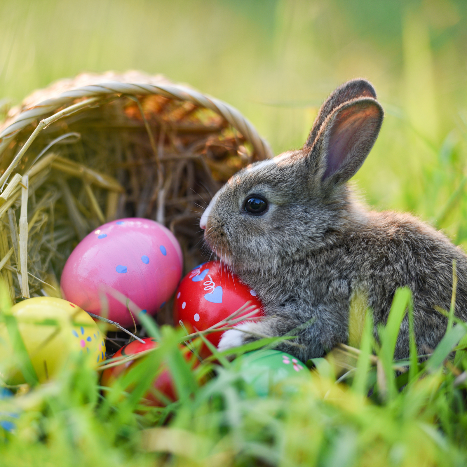 Easter Bunny 1.png