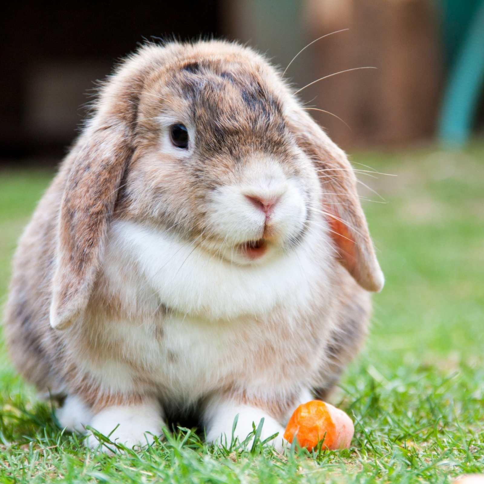 Easter Bunny 2.png